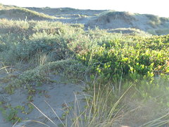 Acacia longifolia sophorae