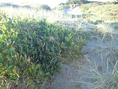 Acacia longifolia sophorae