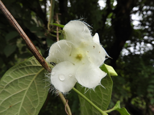 Fernaldia pandurata · iNaturalist Mexico
