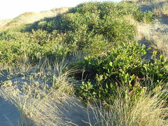 Acacia longifolia sophorae