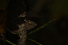 Lepidochrysops patricia