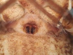 Rhysodromus alascensis