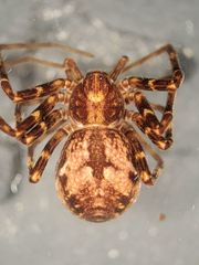 Rhysodromus alascensis