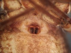 Rhysodromus alascensis