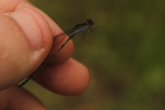 Pseudagrion hamoni