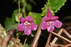Lophospermum erubescens