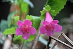 Lophospermum erubescens