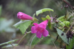 Lophospermum erubescens