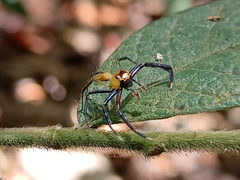 Epeus sumatranus
