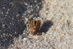 Anoxia australis
