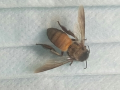 Apis dorsata