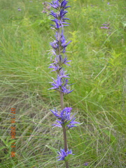 Asyneuma campanuloides