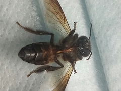 Apis dorsata