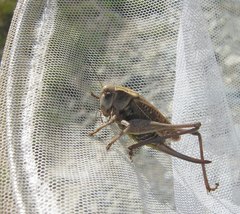Decticus verrucivorus verrucivorus