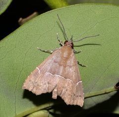 Catada vagalis