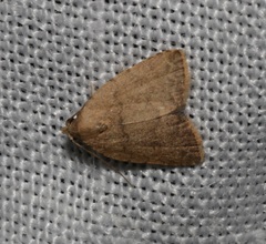 Anachrostis