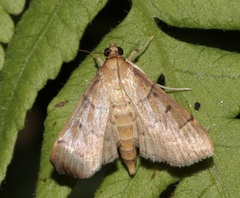 Herpetogramma rudis