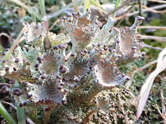 Cladonia grayi