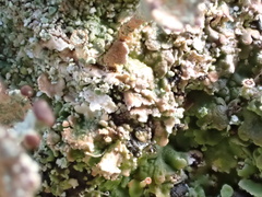 Cladonia grayi