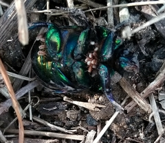 Sericotrupes niger