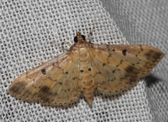 Herpetogramma cynaralis
