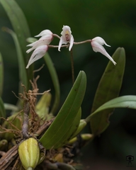 Bulbophyllum mysorense