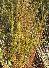 Hypericum tenuifolium