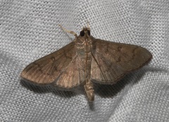 Omiodes tristrialis