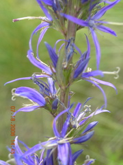 Asyneuma campanuloides