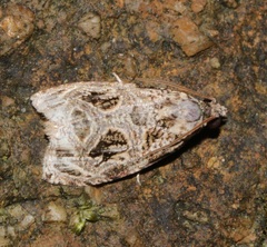 Phaecasiophora leechi