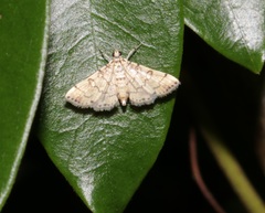 Lamprosema tampiusalis