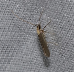 Tegenocharis tenebrans