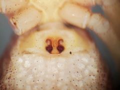 Philodromus rufus pacificus