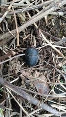 Sericotrupes niger