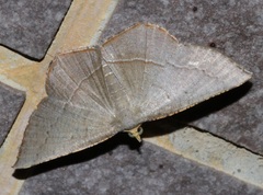 Plesiomorpha flaviceps
