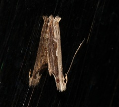 Hypatima spathota