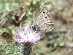 Pseudochazara aurantiaca