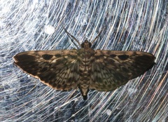 Rhimphaliodes macrostigma
