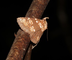 Saroba pustulifera