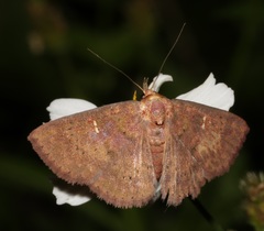 Sarobides inconclusa