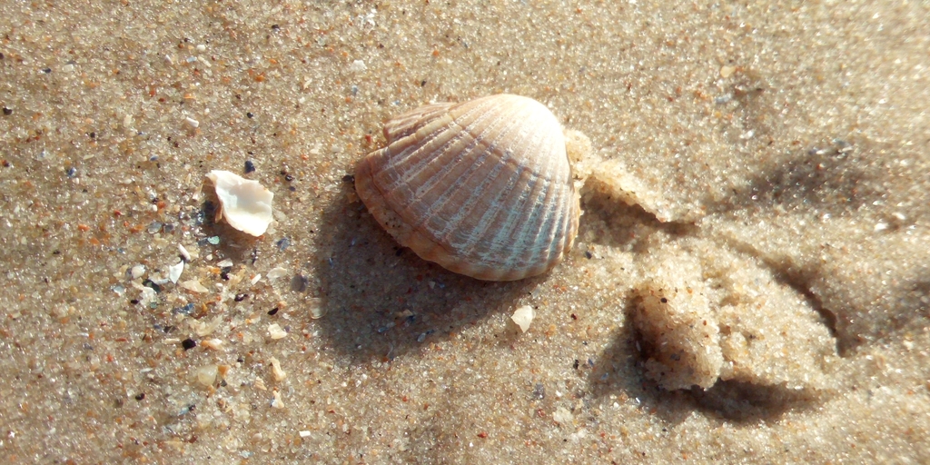 Photo of Lagoon cockle (Cerastoderma glaucum)