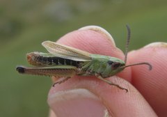 Pseudochorthippus parallelus parallelus