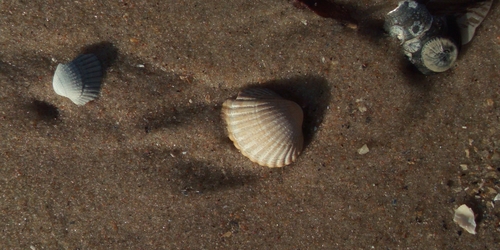 Photo of Lagoon cockle (Cerastoderma glaucum)
