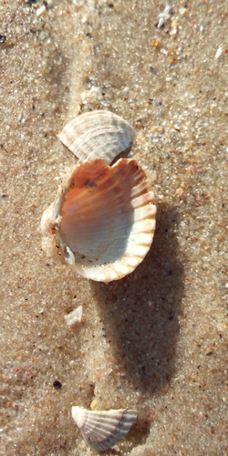 Photo of Lagoon cockle (Cerastoderma glaucum)