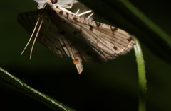 Pycnarmon cribrata