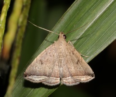 Lysimelia alstoni