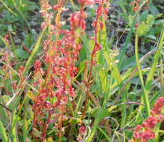 Rumex bucephalophorus