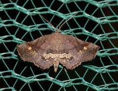 Throana pectinifer