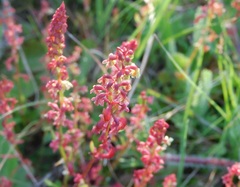 Rumex bucephalophorus