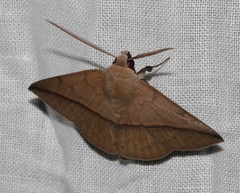 Ugia purpurea